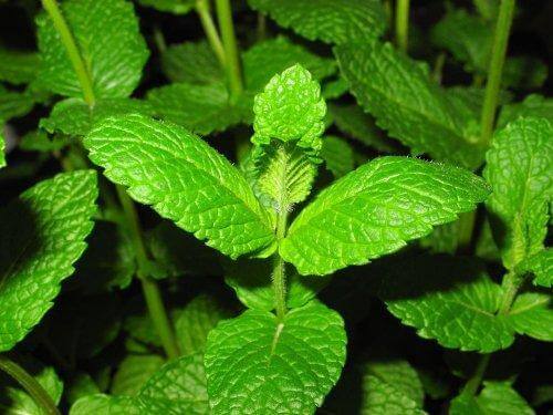 Hoe gebruik je azijn in je tuin?