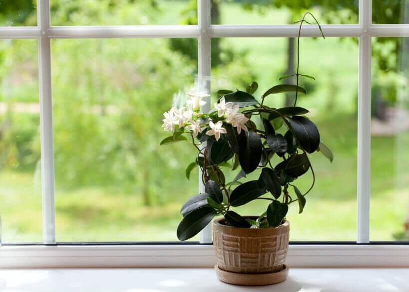 Plant met bloemen voor een raam