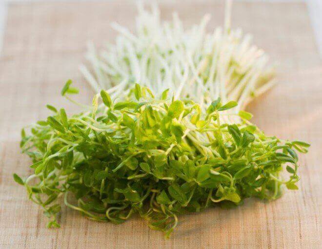 Alfalfa
