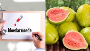 Ontdek de geweldige eigenschappen van guave