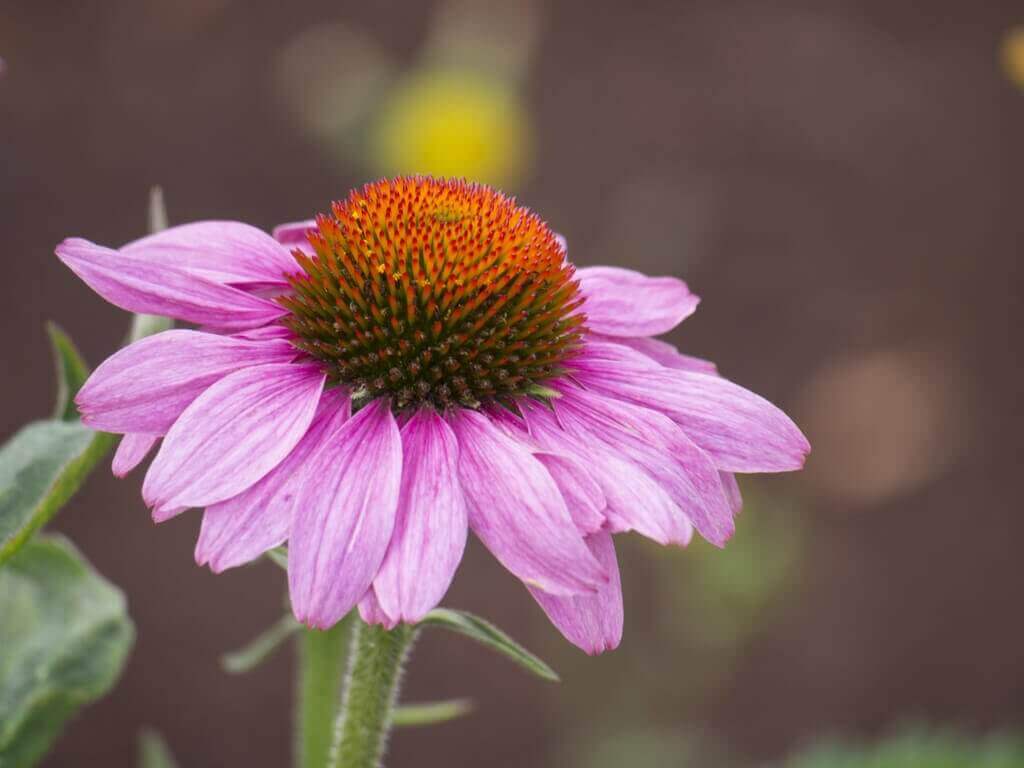 Echinacea werkt als een antibioticum