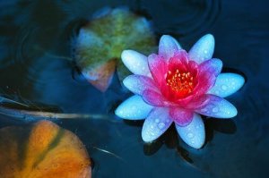 De vier leefregels van het taoïsme helpen jou innerlijke rust te vinden