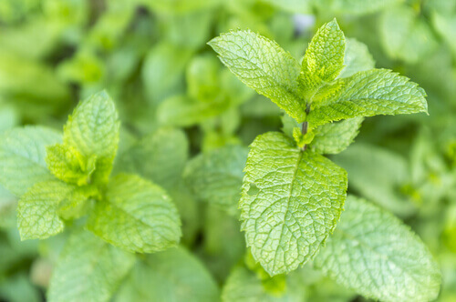 Muntplant