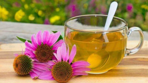 Echinacea tegen cystitis