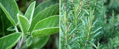 Salie tegen mondzweren