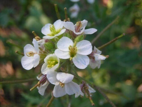 Eetbare bloemen