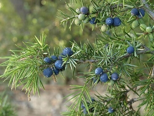 Jeneverbes