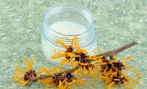 Maak een remedie met toverhazelaar