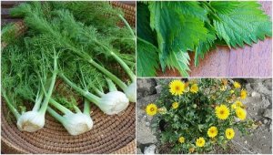 Maak kennis met 8 verrassende eetbare planten