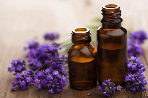 Vliegen verjagen met lavendel