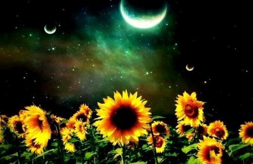 Zonnebloemen in de nacht