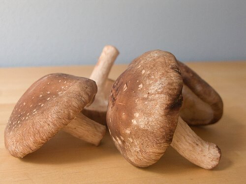 Paddenstoelen zijn gunstig teken kanker