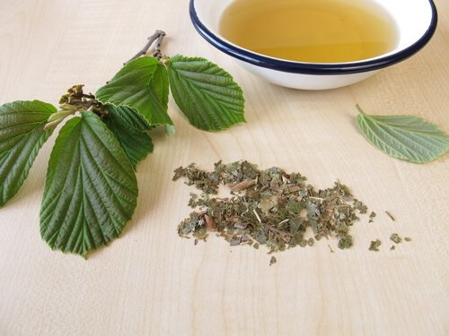 Toverhazelaar tegen bloedstolsels