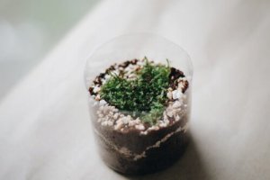 Leer hoe je met plastic flessen vier bloempotten kan maken