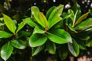 Remedies met laurier om de gezondheid van je luchtwegen te verbeteren