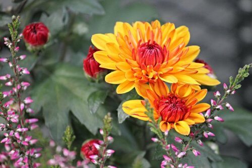 chrysanten in bloei