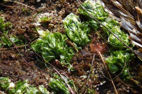 grond met compost van algen