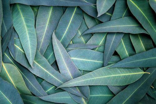 5 remedies met eucalyptus om ademhalingsproblemen te verlichten