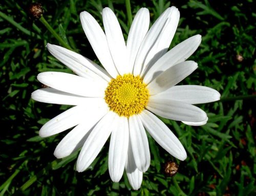 close-up van madeliefje