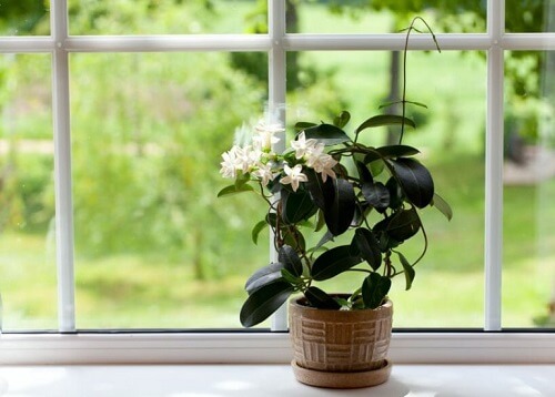 De planten water geven met ijsblokjes
