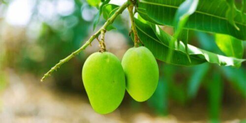 Mango's aan een boom