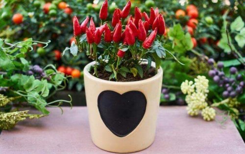 Bloempotten decoreren