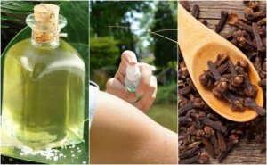 De 5 beste zelfgemaakte insecticiden