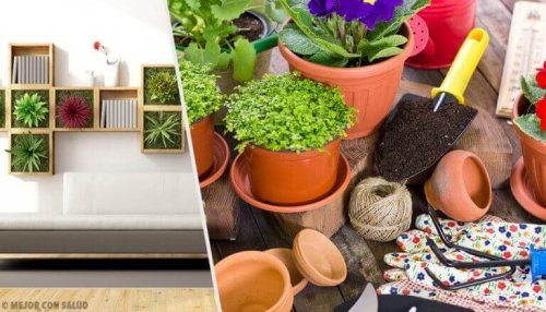 Decoreren met planten om je huis te revitaliseren