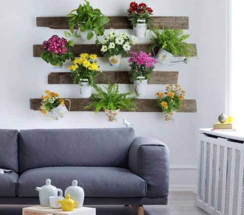 Kamerplanten hebben veel voordelen
