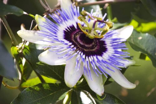 Passiflora of passiebloem
