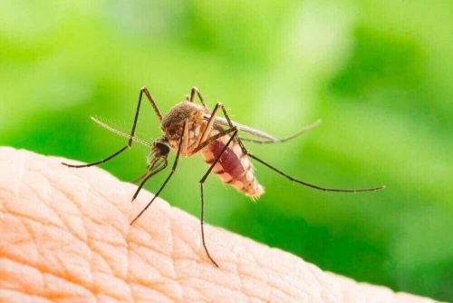 Waarom steken muggen