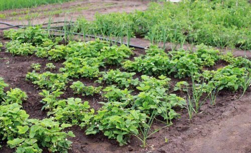 Een groentestrook in je tuin biedt uitkomst