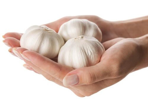 Knoflook in twee handen