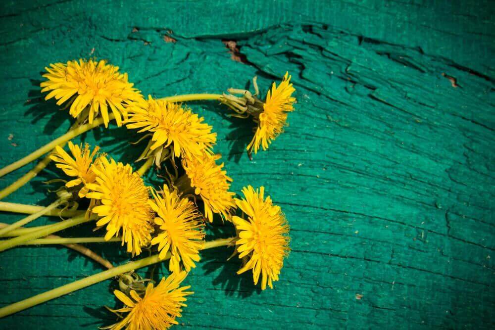 Paardenbloemen op een houten ondergrond