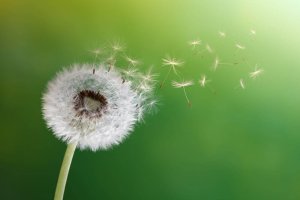Leer alles over de voordelen van paardenbloem