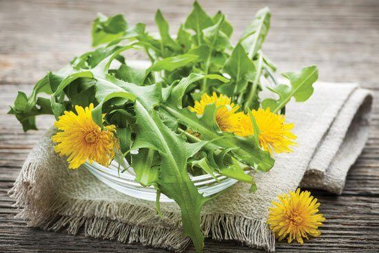 Paardenbloemen en paardenbloembladeren