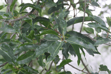 pygeum