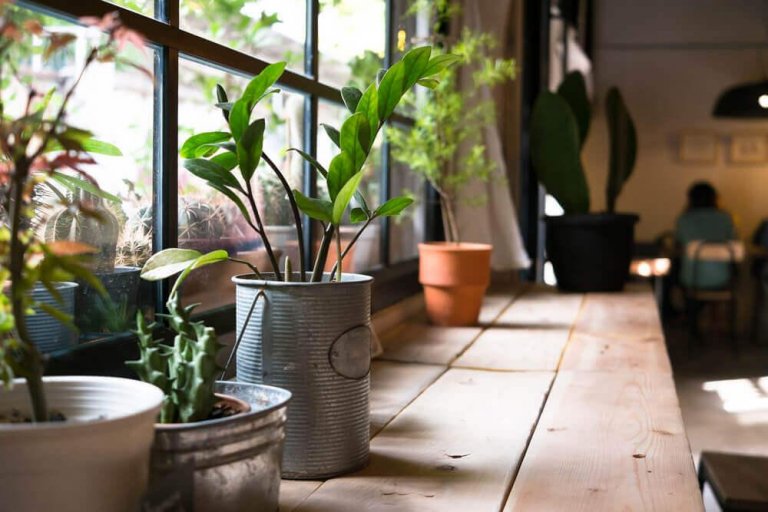 De gezondheidsvoordelen van planten in huis