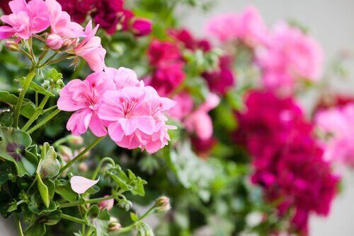 geraniums voor op het balkon