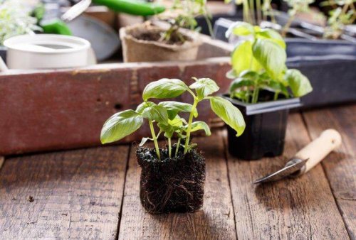 Plantjes verpotten