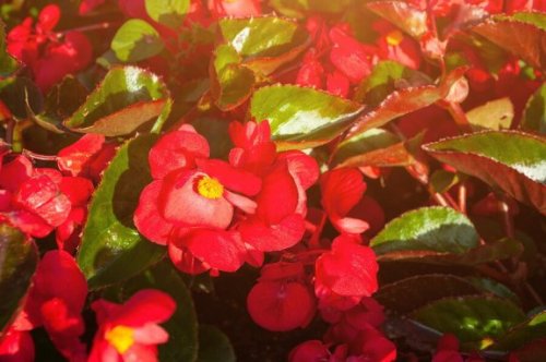 begonias voor op het balkon