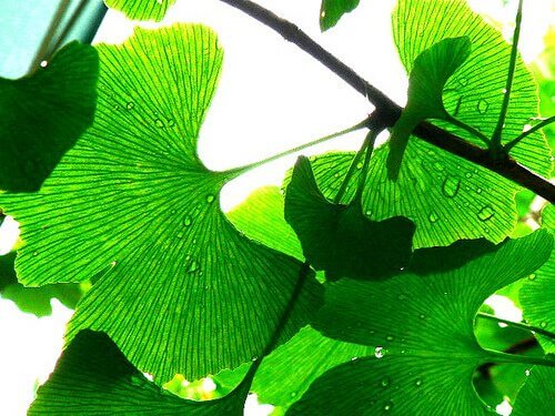 Ginkgo biloba bladeren