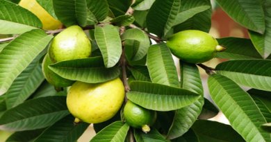 Guavevruchten aan een boom