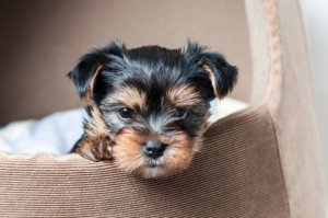 4 dierenhuisjes van gerecycled materiaal