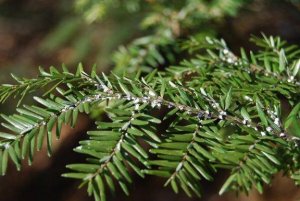 Insecten van kamerplanten elimineren met azijn