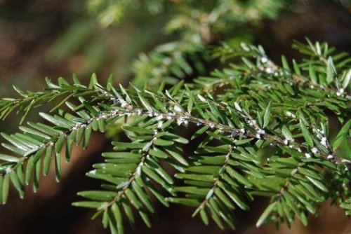 Insecten van kamerplanten elimineren met azijn