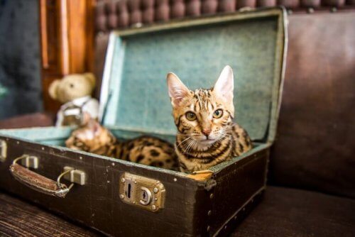 Kat ligt in een koffer