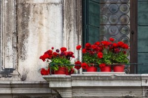 Vijf bloemsoorten voor op het balkon