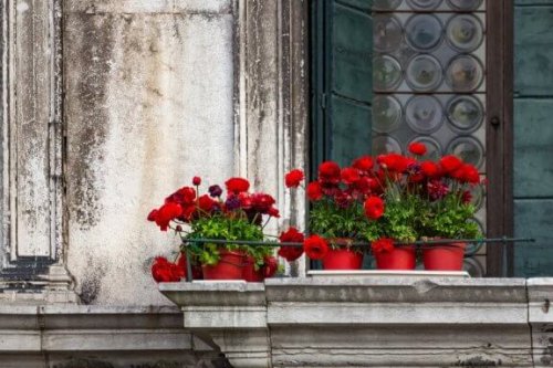 Vijf bloemsoorten voor op het balkon