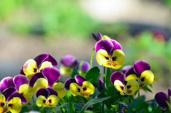 viooltjes